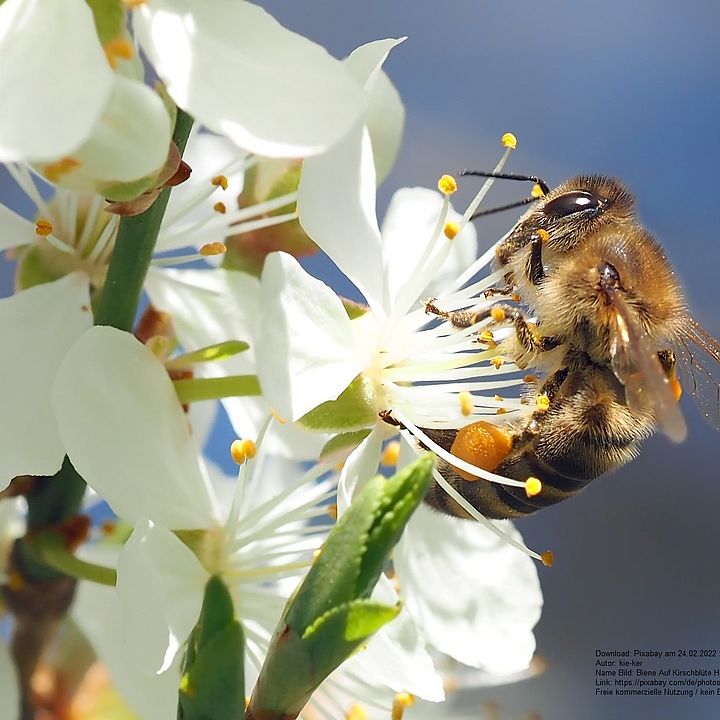 Biodiversität im Hammerbachtal