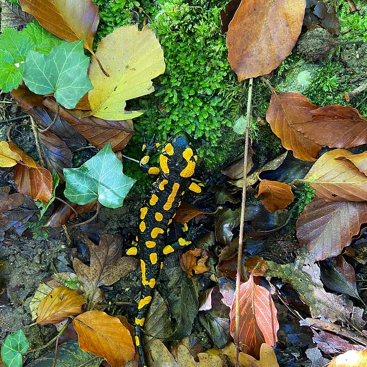BB/FW Herbstwanderung 2023 - Feuersalamander